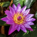 A beautiful blooming purple water lily with some dew drops... Royalty Free Stock Photo