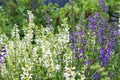 Beautiful blooming purple and white sage Salvia officinalis. Herbal flower field in outdoor garden. Medicinal plant