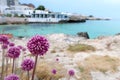 Beautiful blooming purple wild garlic flower on the Monopoli beach, Italy, Apulia region, Adriatic Sea