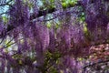 Beautiful blooming purple wisteria. Famous wisteria tunnel at Bardini garden in Florence Giardini Bardini Royalty Free Stock Photo