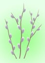 Beautiful blooming pussy-willow branches on green background Royalty Free Stock Photo