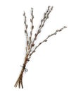 Beautiful blooming pussy willow branches on white, top view