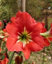 Blooming red amaryllis or Hippeastrum flowers