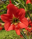 Blooming red amaryllis or Hippeastrum flowers