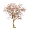 Beautiful blooming red coral tree