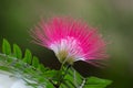 Beautiful Blooming Red Flower, Pink Red Powder Puff , Red Head Powder Puff