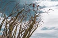 Beautiful blooming and red flowering Ocotillo plant cactus in Anza Borrego Desert State Park in California during spring Royalty Free Stock Photo