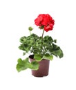 Beautiful blooming red geranium flower in pot isolated on white Royalty Free Stock Photo