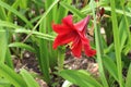 Beautiful blooming red lily flower with petal and pistil in the green leaves garden Royalty Free Stock Photo