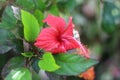 Beautiful blooming red lily flower with petal and pistil in the green leaves garden Royalty Free Stock Photo