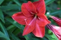 Beautiful blooming red lily flower with petal and pistil in the green leaves garden Royalty Free Stock Photo