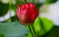 A blooming red lotus flower Royalty Free Stock Photo