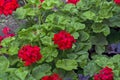 Pelargonium in the yard