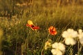 Beautiful blooming red poppies and bees outdoors in morning Royalty Free Stock Photo