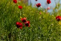 Beautiful blooming Red poppies. Spring-summer garden, fairy tale nature