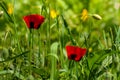 Beautiful blooming Red poppies. Spring-summer garden, fairy tale nature