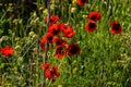 Beautiful blooming Red poppies. Spring-summer garden, fairy tale nature