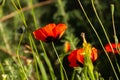 Beautiful blooming Red poppies. Spring-summer garden, fairy tale nature