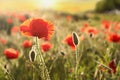 Beautiful blooming red poppy in field at sunset Royalty Free Stock Photo