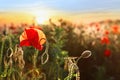 Beautiful blooming red poppy in field at sunset Royalty Free Stock Photo