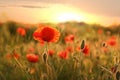 Beautiful blooming red poppy flower in field Royalty Free Stock Photo