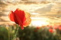 Beautiful blooming red poppy flower in field at sunset Royalty Free Stock Photo