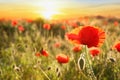 Beautiful blooming red poppy flower in field at sunset Royalty Free Stock Photo