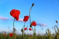 Beautiful blooming red poppy flowers in field Royalty Free Stock Photo