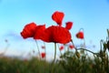 Beautiful blooming red poppy flowers in field Royalty Free Stock Photo