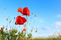 Beautiful blooming red poppy flowers in field against blue sky Royalty Free Stock Photo