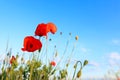 Beautiful blooming red poppy flowers in field against blue sky Royalty Free Stock Photo