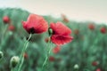 Beautiful blooming red poppy flowers in field, closeup Royalty Free Stock Photo