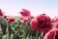 Beautiful blooming red poppy flowers in field, closeup. Space for text Royalty Free Stock Photo