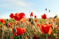 Beautiful blooming red poppy flowers in field Royalty Free Stock Photo