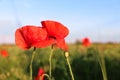 Beautiful blooming red poppy flowers in field on sunny day Royalty Free Stock Photo