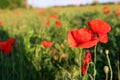 Beautiful blooming red poppy flowers in field. Space for text Royalty Free Stock Photo