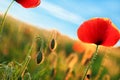 Beautiful blooming red poppy flowers in field Royalty Free Stock Photo