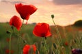 Beautiful blooming red poppy flowers in field Royalty Free Stock Photo