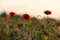 Beautiful blooming red poppy flowers in field Royalty Free Stock Photo