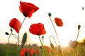 Beautiful blooming red poppy flowers in field Royalty Free Stock Photo