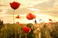 Beautiful blooming red poppy flowers in field Royalty Free Stock Photo