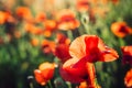 Beautiful blooming red poppy flowers field at sunset light. Selective focus. Copy space Royalty Free Stock Photo