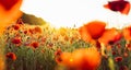 Beautiful blooming red poppy flowers field at sunset light. Selective focus. Wide banner background. Copy space. Royalty Free Stock Photo