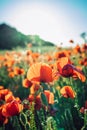 Beautiful blooming red poppy flowers field at sunset light. Vertical card. Selective focus. Copy space. Royalty Free Stock Photo