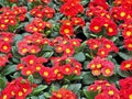 Beautiful blooming red primulas or primroses Royalty Free Stock Photo