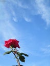 Beautiful blooming red rose with blue sky background in spring season Royalty Free Stock Photo