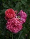 Beautiful blooming red rose on a bush in the garden Royalty Free Stock Photo