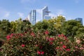 Rose Bush and Green Trees in front of the Hudson Yards Skyline in New York City Royalty Free Stock Photo