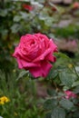 Beautiful blooming red rose bushes in a garden. Flowers of red r Royalty Free Stock Photo