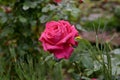 Beautiful blooming red rose bushes in a garden. Flowers of red roses with water drops at petals and leaves in the garden after the Royalty Free Stock Photo